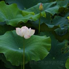 新郭记油茶(八角塘店) User Photo