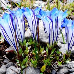 明记烧肉米线烧肉卷粉(中心小学店) User Photo