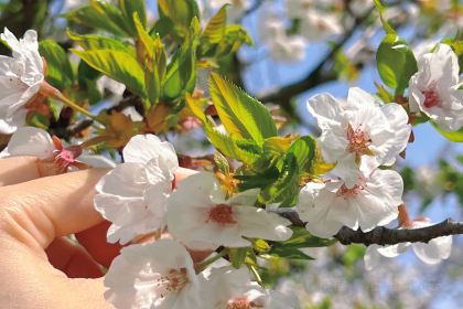 乐事多汉堡(辰华丽都苑店)