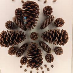 安吉自然博物院自然体验餐厅 User Photo