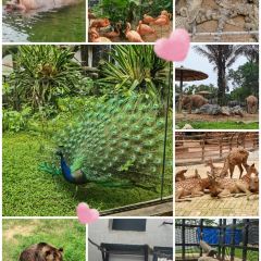 GANJIAJIE LEMON DUCK User Photo