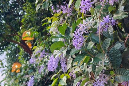 BORAN Cafe and Restaurant