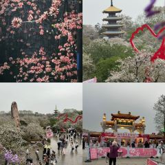QINGHE User Photo