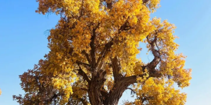 阿拉善大酒店-中餐廳