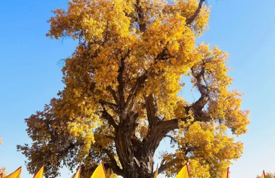 阿拉善大酒店-中餐廳