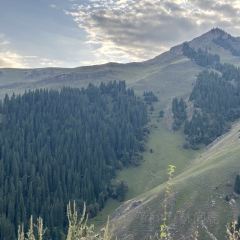 草原羊羔肉 User Photo