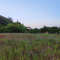 枇杷熟了coffee User Photo