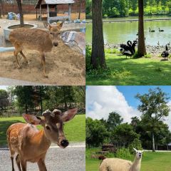 Little Panda Restaurant User Photo