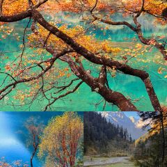 卡万金特色藏餐 User Photo