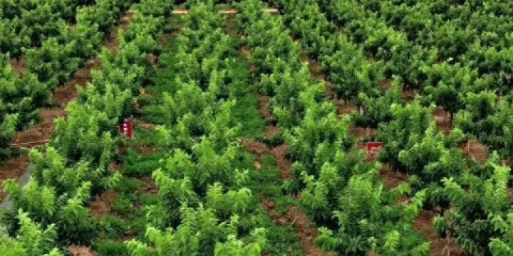 陸良縣芳華鎮海清烤鴨店