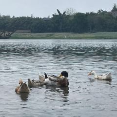 江从明巴适蒸笼 User Photo