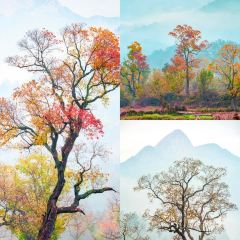 Sage Hall Homestay User Photo