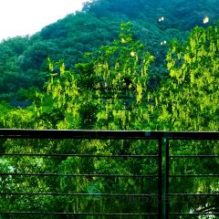 芳草地度假酒店·野炉中餐厅 User Photo