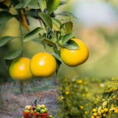 明味生態農莊張用戶圖片