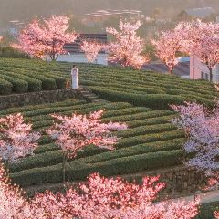 绍兴新昌安岚·听涛阁 User Photo