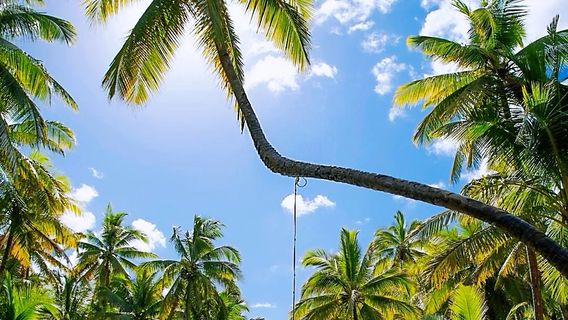 Maasin Bridge River Swing