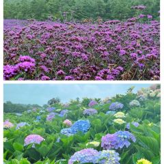 听花谷餐厅 User Photo