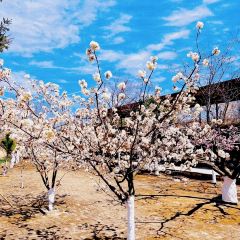 桃花岛农庄 User Photo