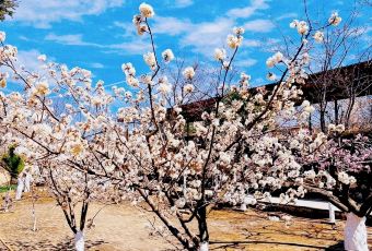 桃花岛农庄 User Photo