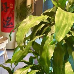 庖丁家牛肆·鲜牛肉火锅(东原1891店) User Photo