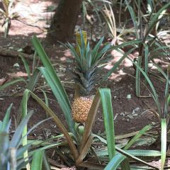 iswara ayurvedic villiage spice garden User Photo