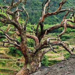 徐记煨盐鸡 User Photo