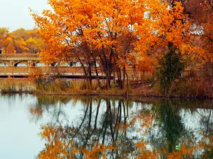 巴楚縣紅海景區-金色胡楊島·達瓦孜