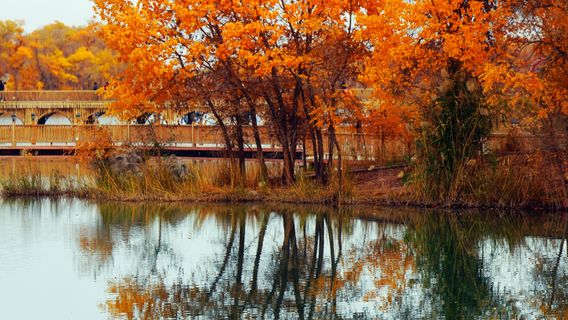 Bachu County Red Sea Scenic Area - Golden Poplar Island · Dawaz