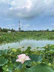 Lotus Pond