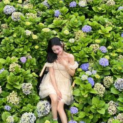 海如的花園張用戶圖片