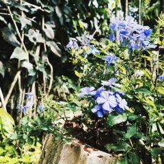 Khaothong Terrace Restaurant User Photo