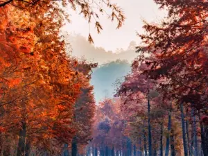 Popular Fall Viewing Attractions in Ningguo