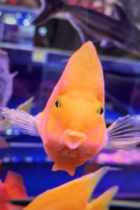 M235681**** 澳門美獅美高梅酒店優惠