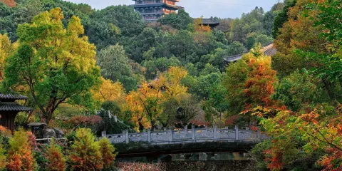 開化根宮佛國文化旅遊區-青梅園