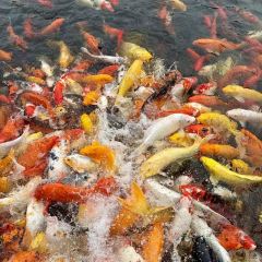 老四海鲜家常菜(中山西路店) User Photo