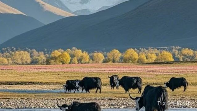 ge di la mu da cao yuan