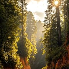 Zhan yi gong shi la zi Chicken (zhan yi) User Photo