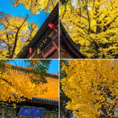 杨记灌肠(食品街店) User Photo