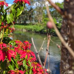 邓氏大薄片 User Photo