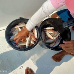 Alek Seafood Buffet User Photo
