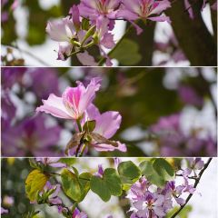 煎茶张血旺总店 User Photo