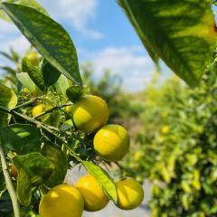 明味生態農莊張用戶圖片