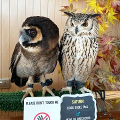 Boomah, The Owl Café User Photo