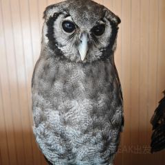 Boomah, The Owl Café User Photo