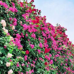 云间花境餐厅 User Photo