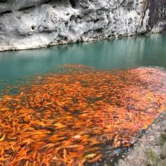 花开麦饼屋 ảnh của người dùng