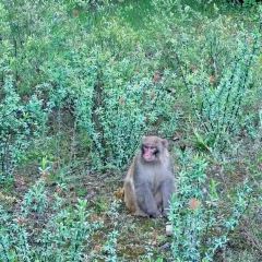 Hot pot of Tibetan User Photo