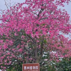 講口緣腸粉張用戶圖片