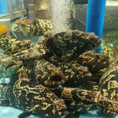 紫陽海鮮樓·福州菜（金洲南路店）張用戶圖片