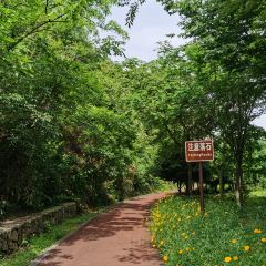 Jiu Yi Jia Tu Cai Guan User Photo